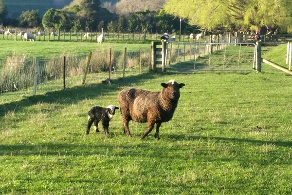 Some of the residents at Flat Hills Tourist Park