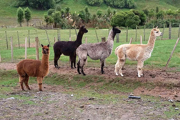 Some of the residents at Flat Hills Tourist Park