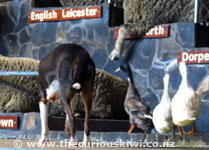 Agrodome Farm Show Rotorua