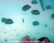 Captain Tamas Lagoon Cruize snorkelling