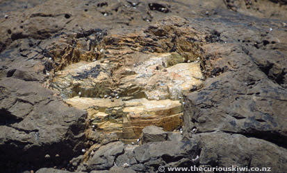 Tree stump turned to stone at Curio Bay