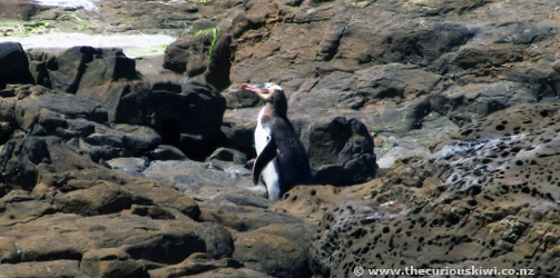 Yellow-eyed Penguin at Curio Bay