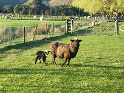 Some of the residents at Flat Hills Tourist Park