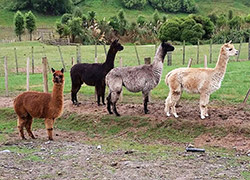 Some of the residents at Flat Hills Tourist Park