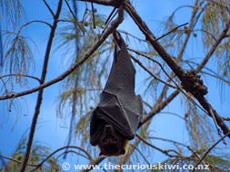 Flying Fox