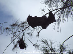 Getting ready to fly like Batman