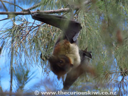 Flying Fox