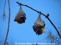 Flying Foxes hanging upside down