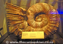 Giant Ammonite