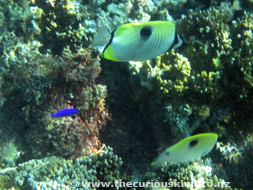 Snorkelling at Ha'atafu Beach