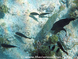 Snorkelling at Ha'atafu Beach