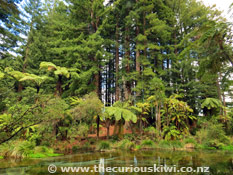 Redwood Grove & Hamurana Stream