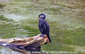 Shag in Hamurana Stream