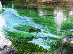 Hamurana Stream