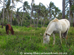 Horses grazing on a back road