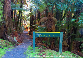 Bush walk to Joshua Morgan's grave