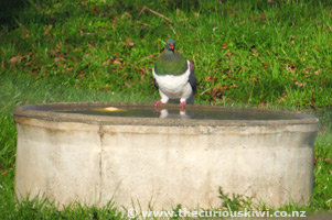 Kereru, Ohura