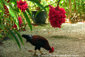 Maire Nui Gardens