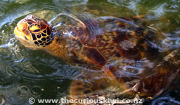 Turtle at Malua Turtle Pond, Upolu, Samoa