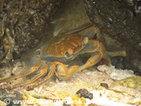 Big crab at the beach Crab