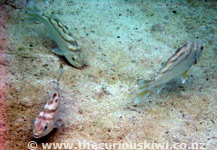 Fish at Manase Beach