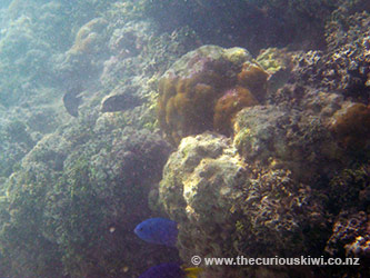 Snorkelling in Muri Lagoon 