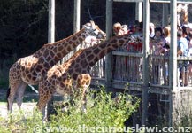 Hand feed giraffes