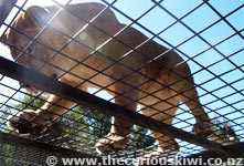 Orana Park Lion Encounter