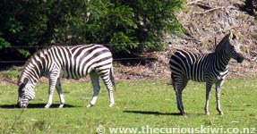 Zebras