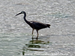 Pacific Reef Heron