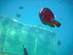 Snorkelling around Pangaimotu Island