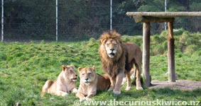 Paradise Valley Lions