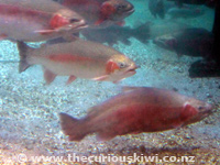 Paradise Valley Rainbow Trout