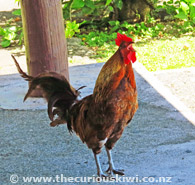 Rarotonga Alarm Clock