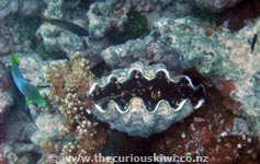 Captain Tamas Lagoon Cruize snorkelling - giant clam