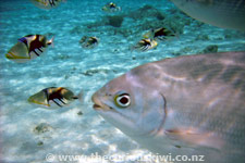 Snorkelling, Aroa