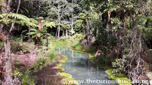 Pond on Redwood Memorial Grove Walk in The Whakarewarewa Forest