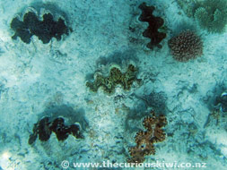 Snorkelling at Royal Sunset