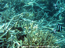 Snorkelling at Royal Sunset