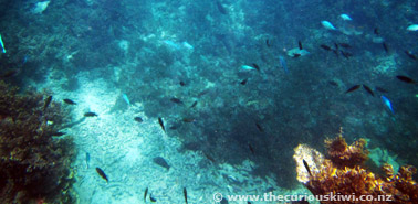 Snorkelling with Aqua Samoa