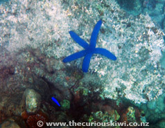 Blue Star Fish