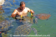 Turtle feeding