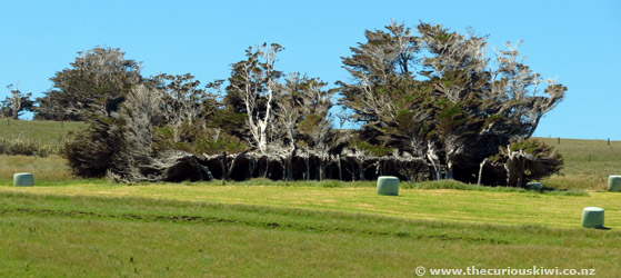 Windswept trees at Slope Point in The Catlins