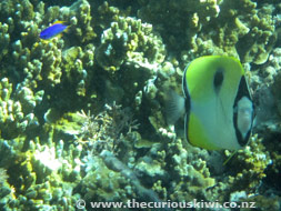 Snorkelling at Ha'atafu