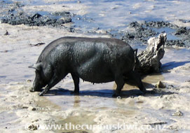 Snorkelling pig