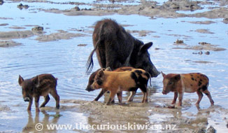 Snorkelling pigs