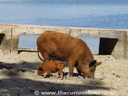 Snorkelling pigs