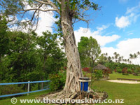 Unusual tree at To Sua Ocean Trench