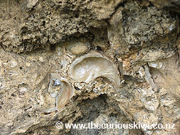 Close up of Tsunami Rock