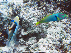 Snorkelling at Vaimaanga